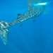Whale Shark by harbie
