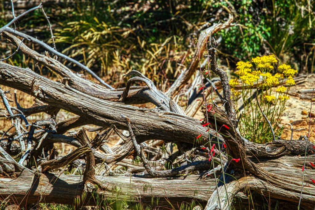 Weathered Wood and Wildflowers by kvphoto