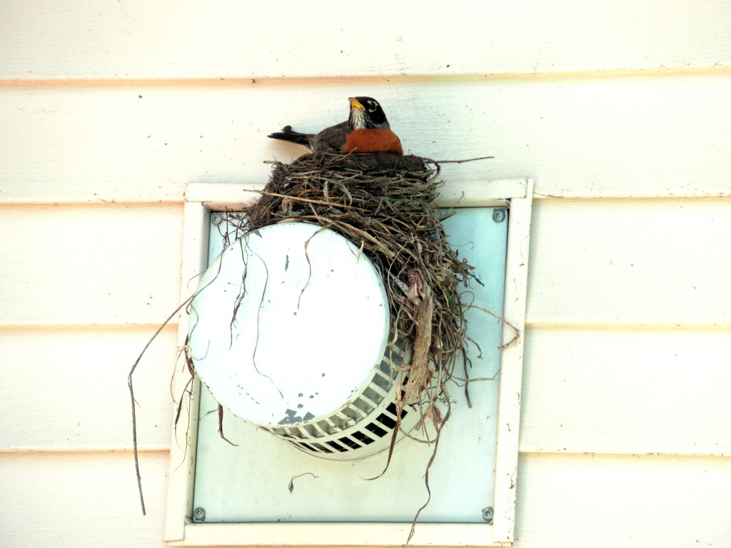 Robin's nest by bruni