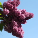 Lilac and blue sky by bruni