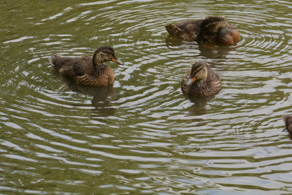 Three ducks........... by ziggy77