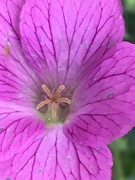 22nd May 2019 - Geranium Flower 