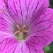 Geranium Flower  by cataylor41