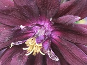 2nd Jun 2019 - Astrantia Flower 