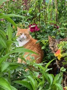 12th Jun 2019 - The cats in the garden