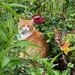 The cats in the garden by 365projectmaxine