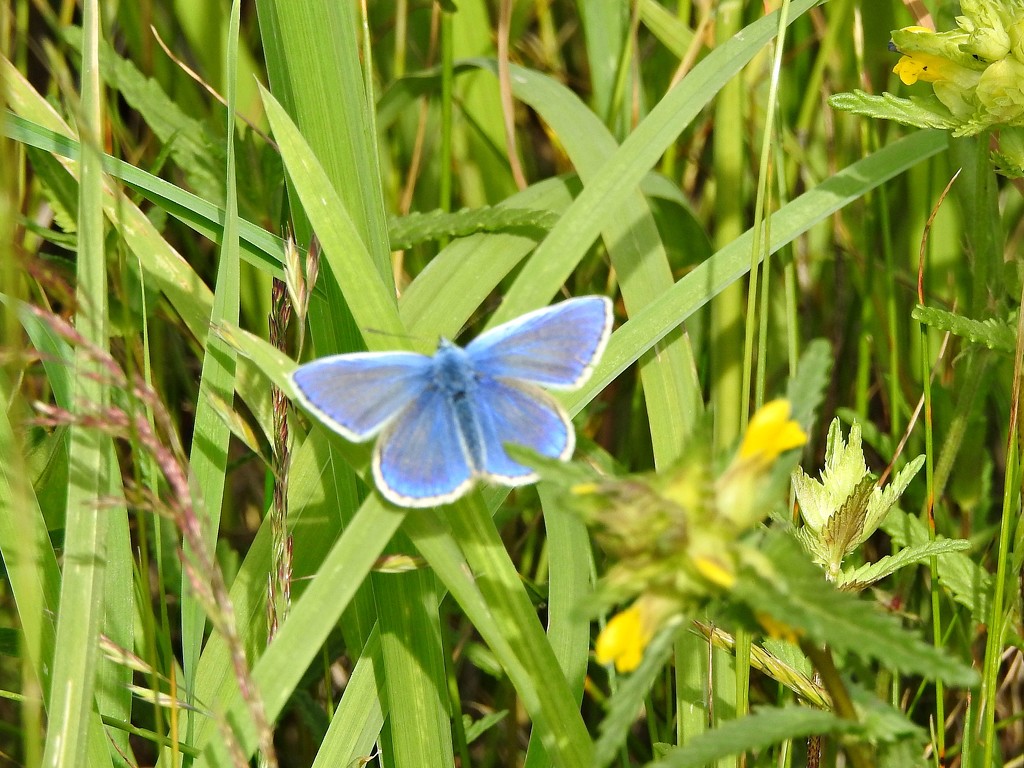 Common Blue by oldjosh