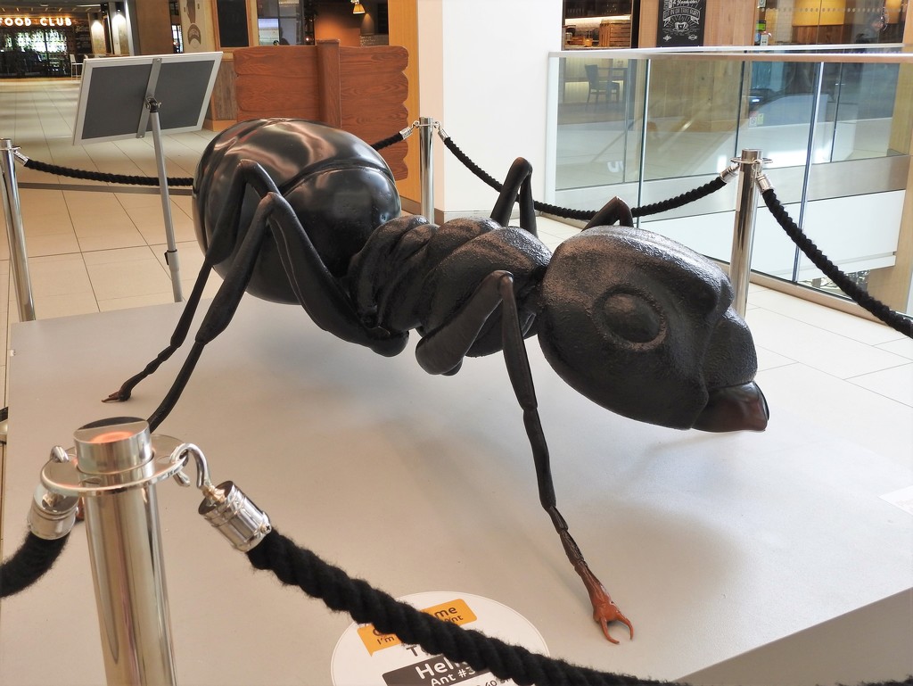 Black Ant by oldjosh