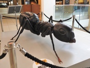 6th Jun 2019 - Black Ant