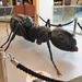 Black Ant by oldjosh