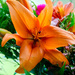 Orange lily by elisasaeter