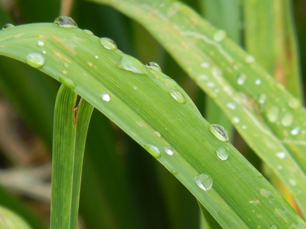 Grass with Raindrops Closeup by sfeldphotos