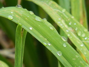 12th Jun 2019 - Grass with Raindrops Closeup
