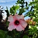 Pink Frilled Hibiscus ~        by happysnaps