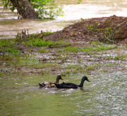 12th Jun 2019 - Ducks take to water