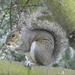 Nutty Nibble. by wendyfrost