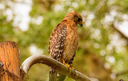 12th Jun 2019 - Red Shouldered Hawk Drying Out!
