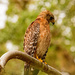 Red Shouldered Hawk Drying Out! by rickster549