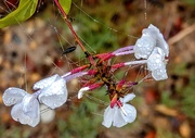 13th Jun 2019 - Dewdrops and little webs
