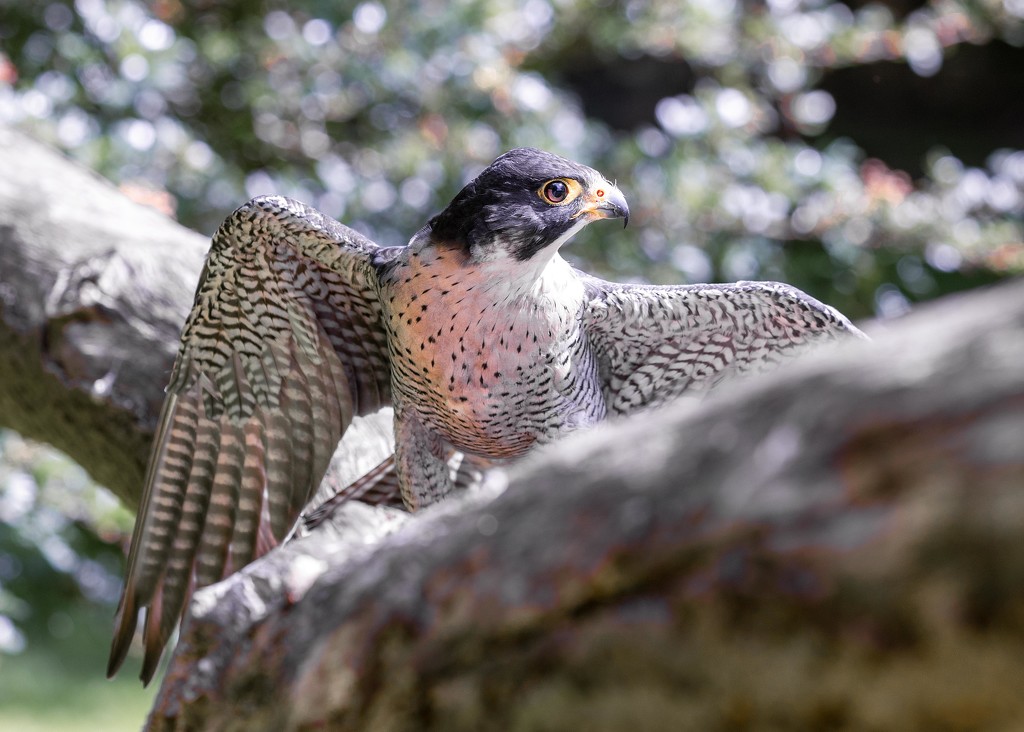 Peregrine Falcon  by shepherdmanswife