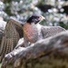 Peregrine Falcon  by shepherdmanswife