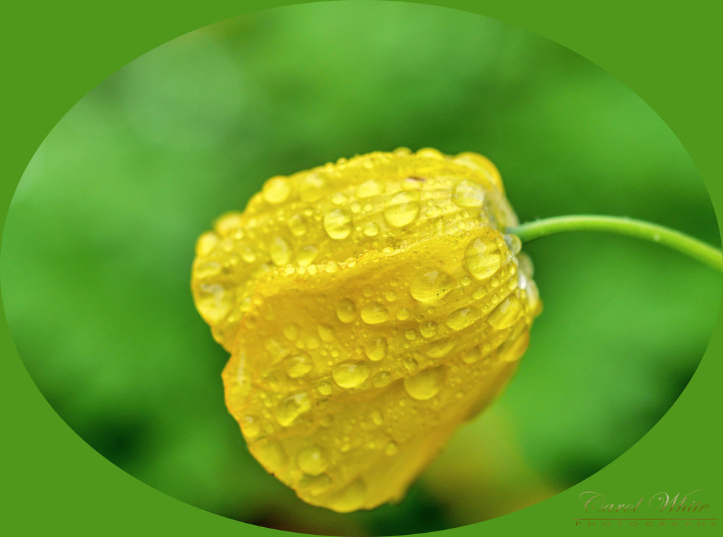 Rainy Welsh Poppy by carolmw