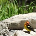 Western Tanager by janeandcharlie