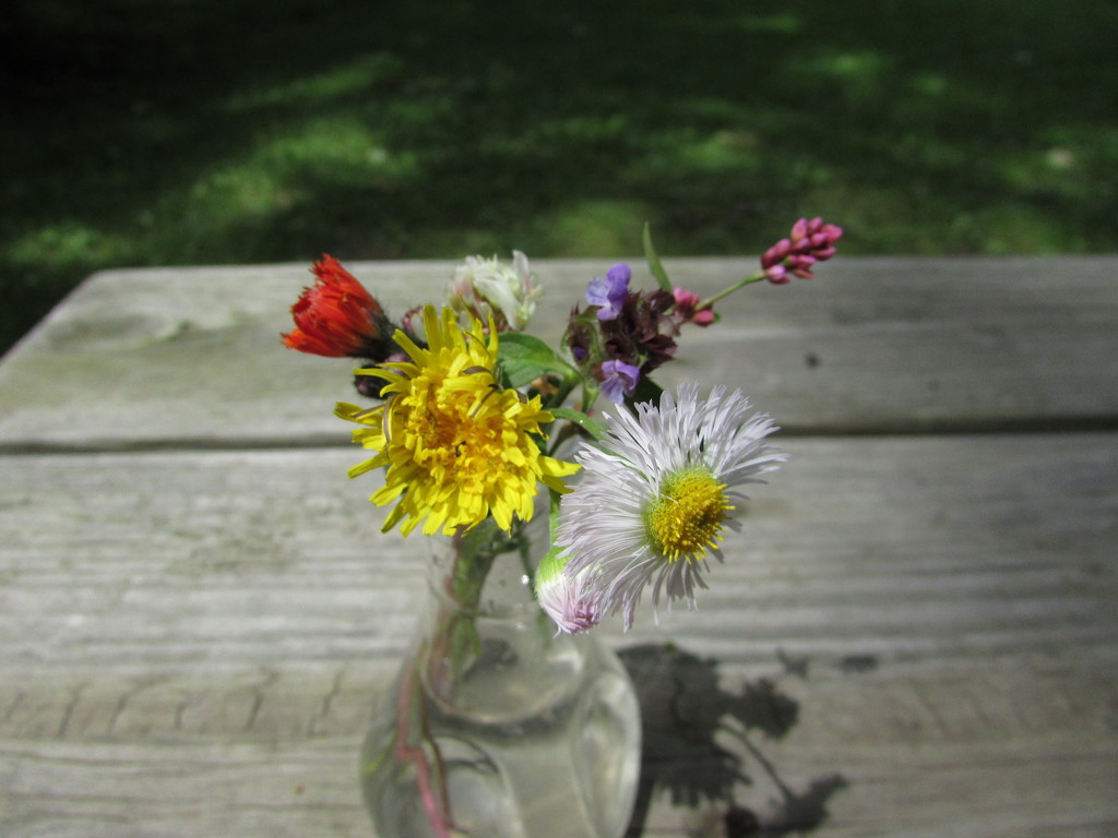 Wild Flower Weeds from the Yard by julie