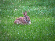 13th Jun 2019 - Bunny in the yard