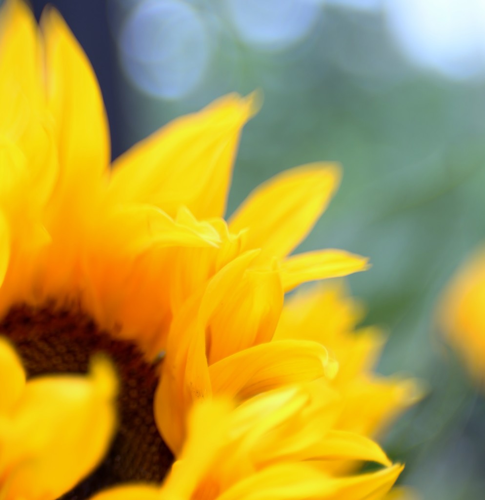 Sunflower by motherjane
