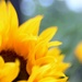 Sunflower by motherjane