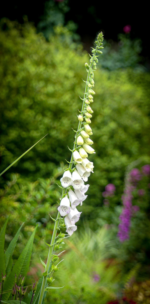 White Foxglove by frequentframes
