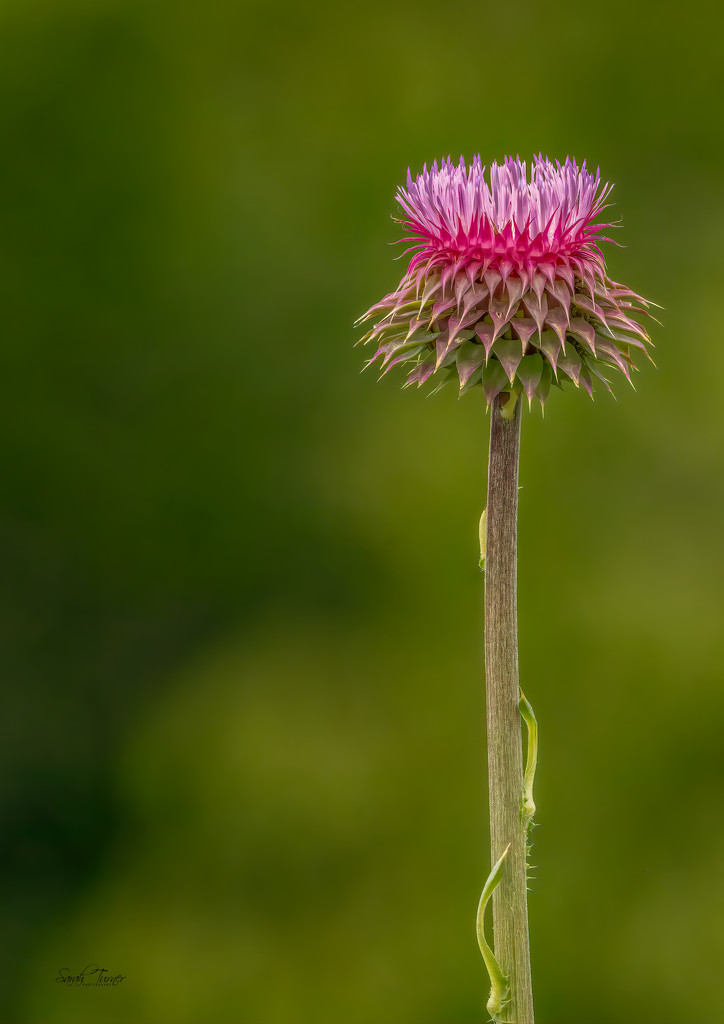 Young Thistle by samae