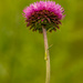Eye spy.... a little "guy"  in this thistle  by samae