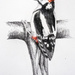 Great Spotted Woodpecker by harveyzone