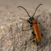 12th Jun 2019 - some kind of longhorn beetle