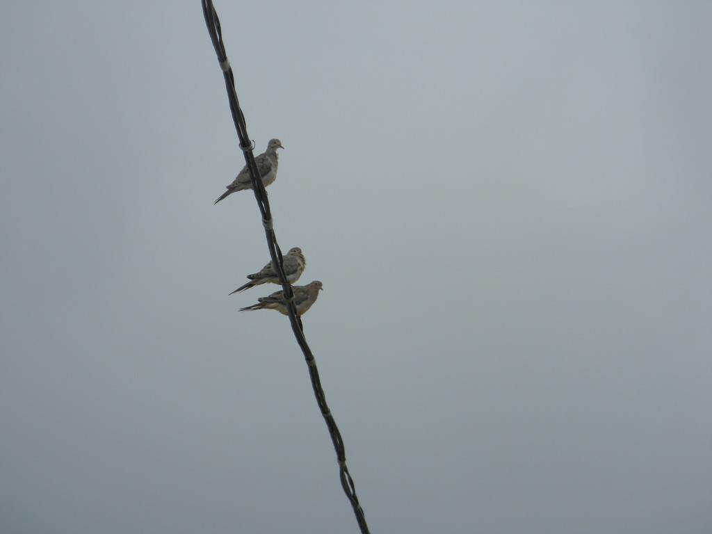 Three Birds on Wire  by sfeldphotos