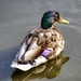 Quack! by 4rky