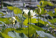 13th Jun 2019 - Water Lilies on Lake Weatherford 