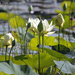 Water Lilies on Lake Weatherford  by grannysue
