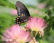 13th Jun 2019 - Spicebush Swallowtail