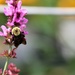 bee in the pink by edorreandresen