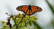 13th Jun 2019 - Monarch Butterfly!