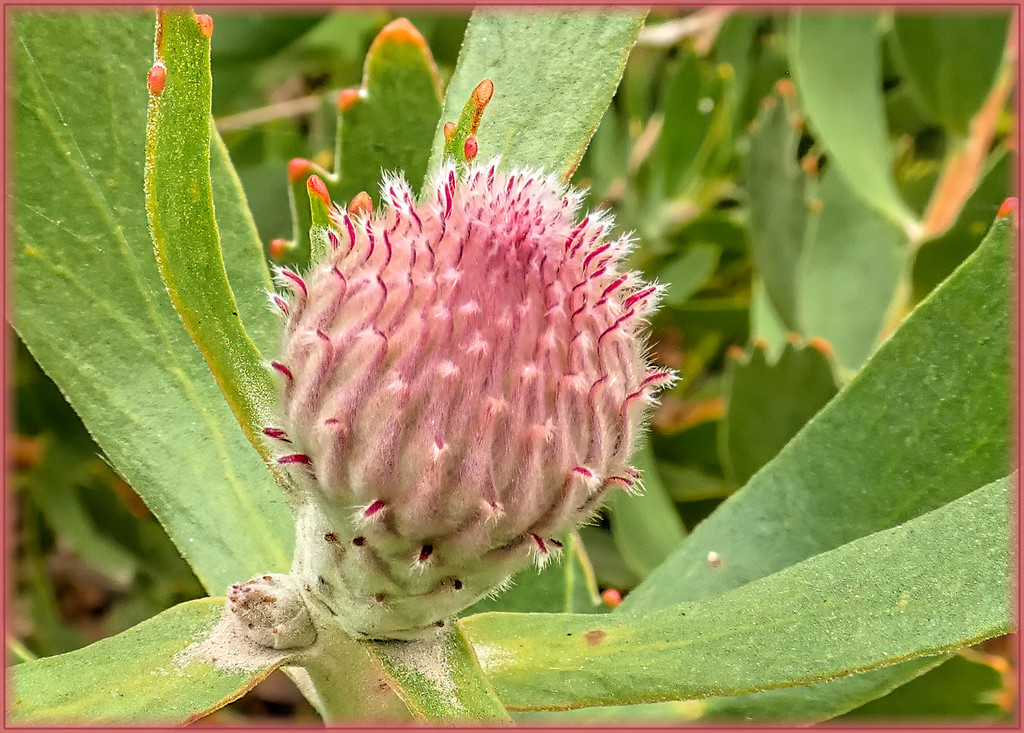 A Pincushion variety almost ready to pop, by ludwigsdiana
