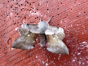 14th Jun 2019 - Moths of Pembrokeshire 4.Poplar hawk moth