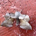 Moths of Pembrokeshire 4.Poplar hawk moth by steveandkerry