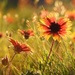 Wildflowers by janeandcharlie