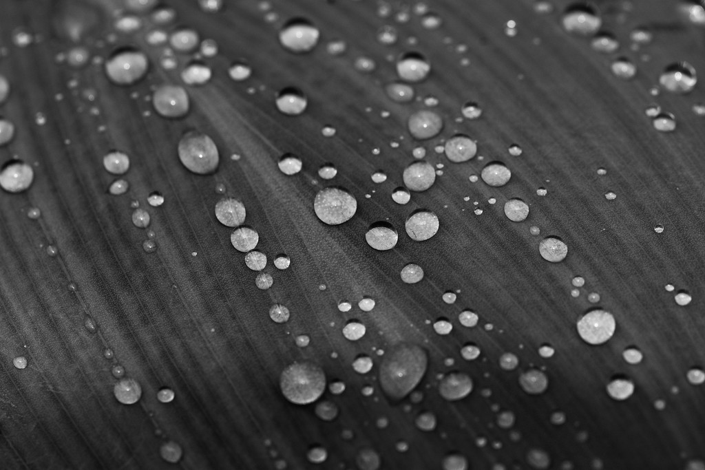 Raindrops _DSC7030 by merrelyn