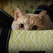 Cat in the Bag by sunnygirl