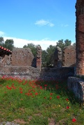 14th Jun 2019 - Poppies amongst the ruins